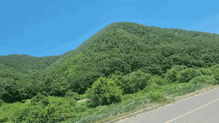경상북도 포항시 북구 죽장면 하사리 산75 임야 경매 사진 4