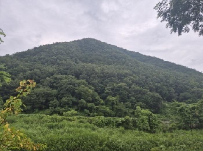 경상북도 포항시 북구 죽장면 하사리 산78 임야 경매 사진 7