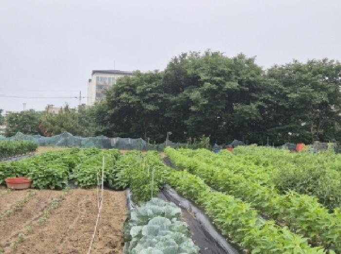 경상북도 포항시 남구 동해면 약전리 448-1 답 경매 사진 7