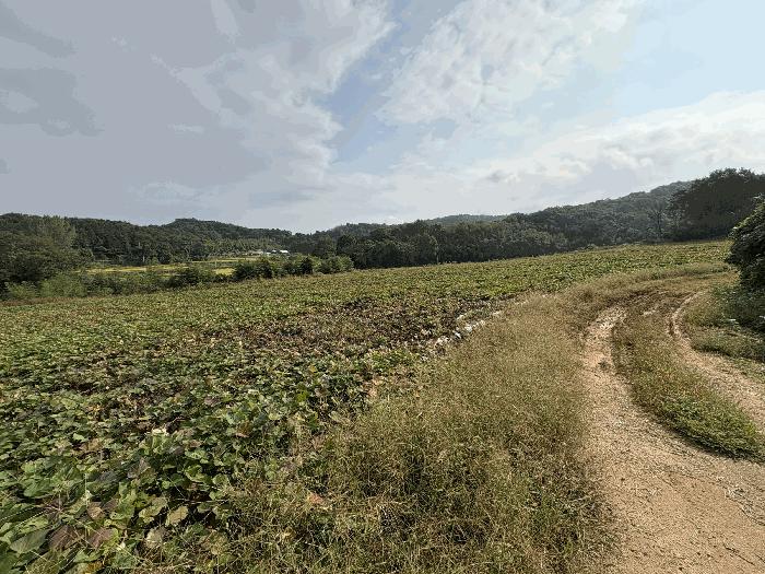 전라남도 영암군 신북면 용산리 23 답 경매 사진 17