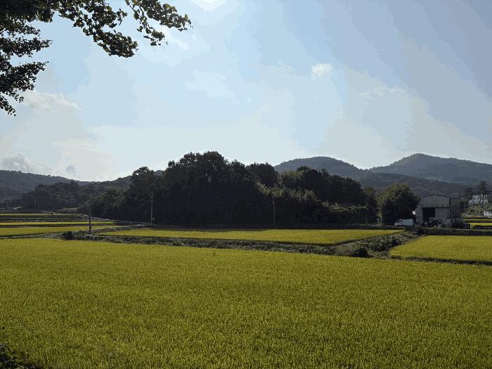전라남도 영암군 신북면 용산리 23 답 경매 사진 4