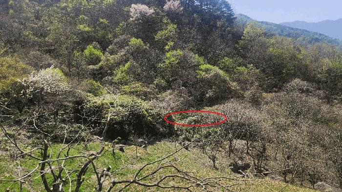 경상남도 하동군 화개면 부춘리 410 답 경매 사진 2