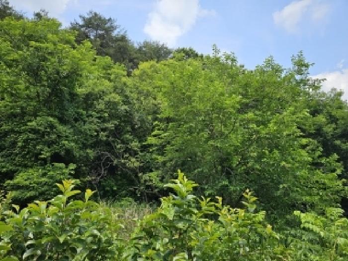 경상남도 진주시 지수면 금곡리 603 전 경매 사진 2