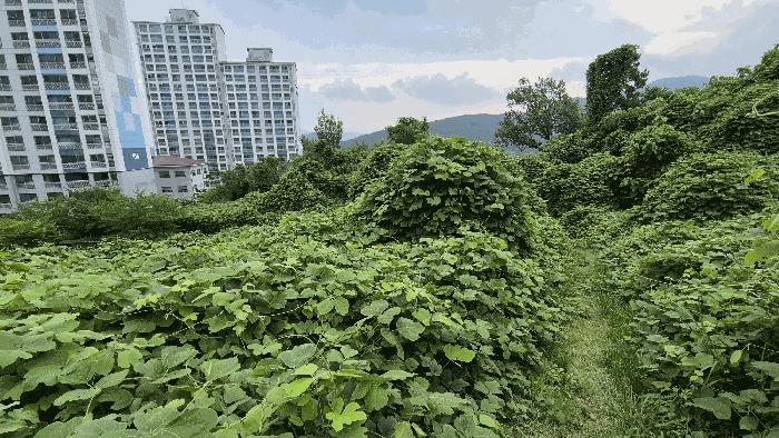 경상남도 거제시 사등면 사곡리 924 임야 경매 사진 1