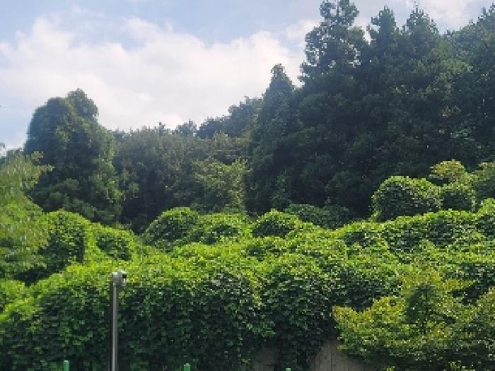 경상남도 거제시 사등면 사곡리 924 임야 경매 사진 5