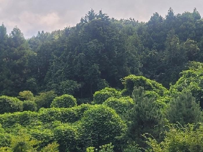 경상남도 거제시 사등면 사곡리 924 임야 경매 사진 6