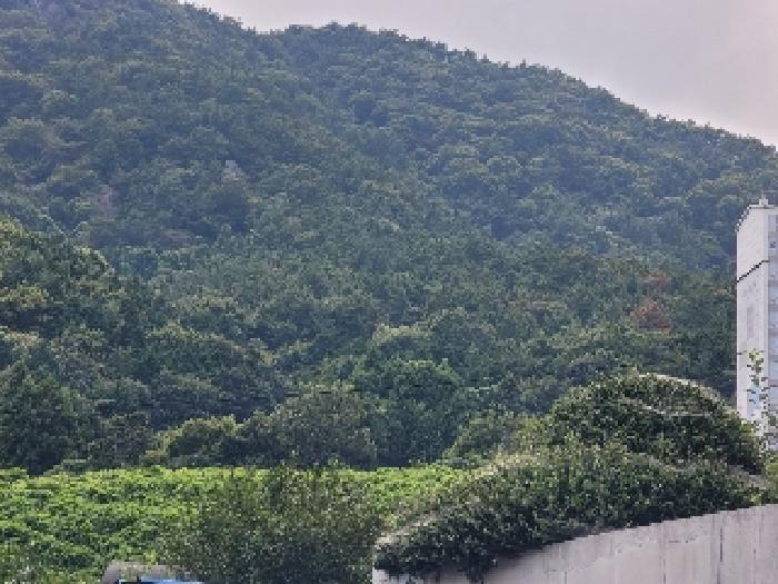 경상남도 거제시 사등면 사곡리 924 임야 경매 사진 7