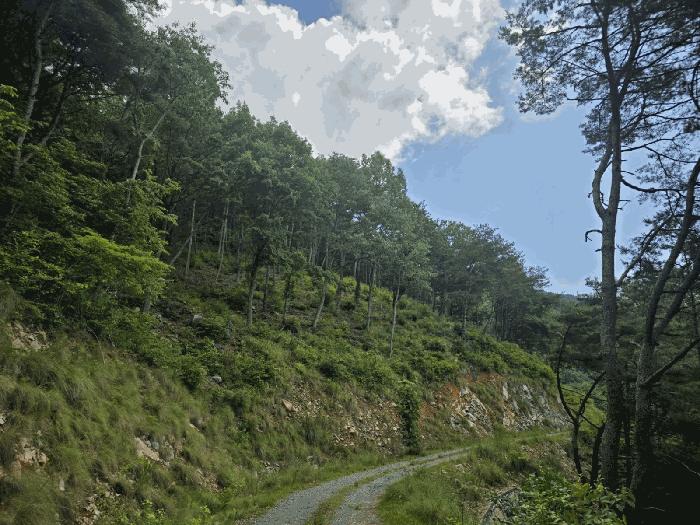 경상남도 하동군 북천면 화정리 산168 임야 경매 사진 13