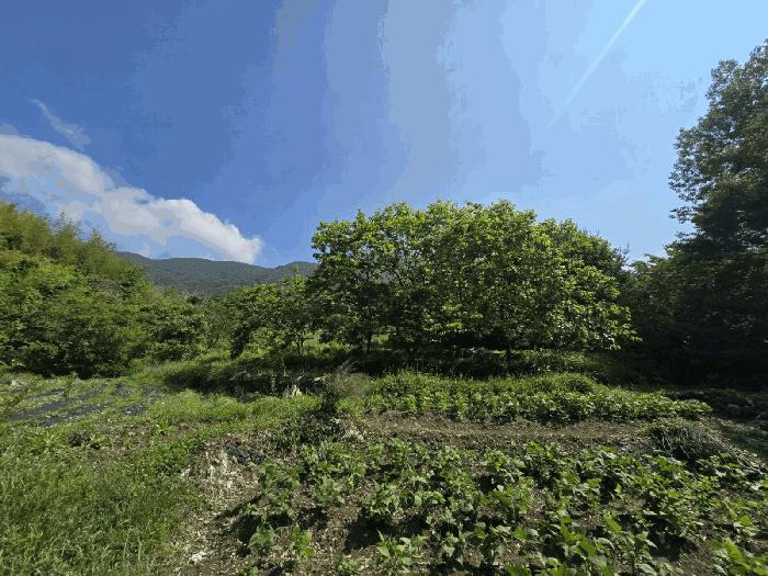 경상남도 하동군 북천면 화정리 산168 임야 경매 사진 23