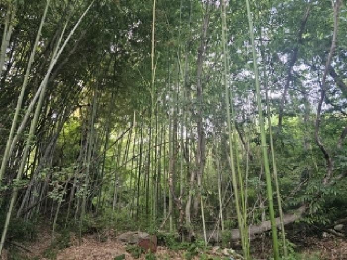 경상남도 하동군 북천면 화정리 산168 임야 경매 사진 40