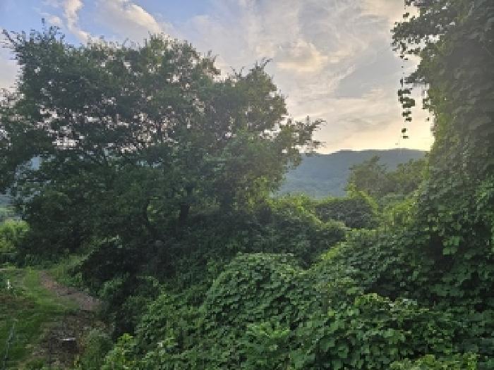 경상남도 하동군 북천면 화정리 산168 임야 경매 사진 49