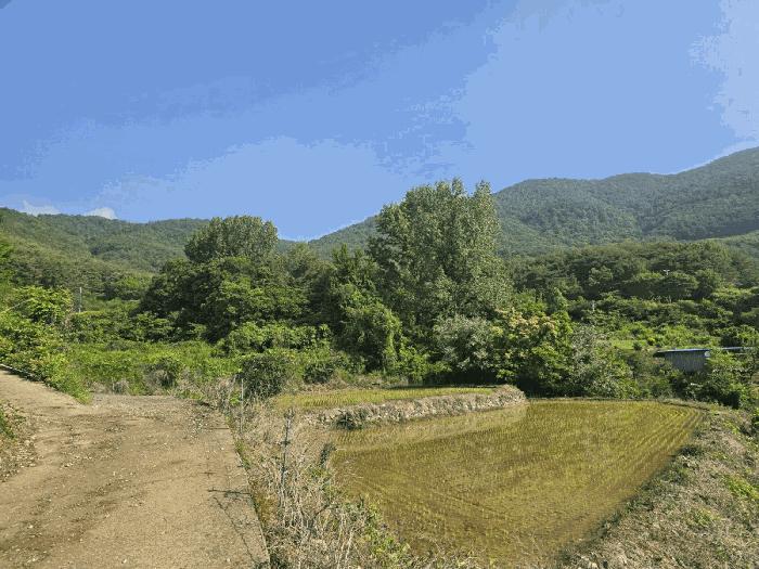 경상남도 하동군 북천면 화정리 산287 임야 경매 사진 4