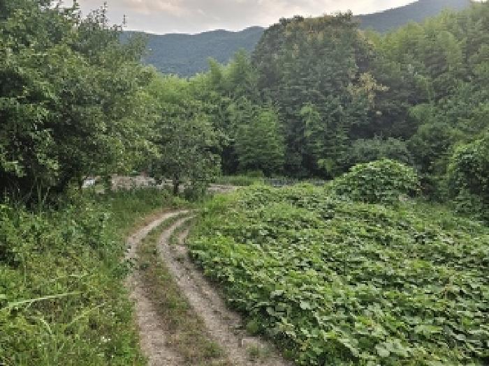 경상남도 하동군 북천면 화정리 산287 임야 경매 사진 47