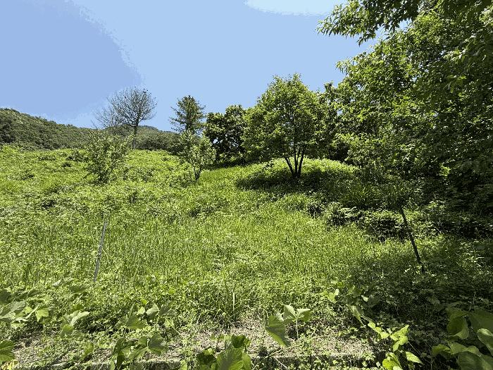경상남도 하동군 화개면 용강리 산8 임야 경매 사진 1