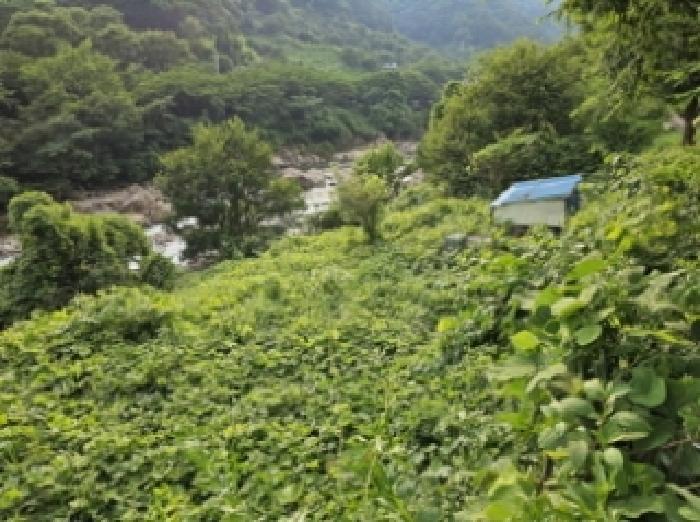 경상남도 하동군 화개면 용강리 산8 임야 경매 사진 22