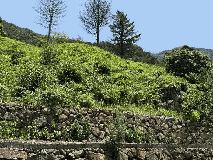 경상남도 하동군 화개면 용강리 산8 임야 경매 사진 5