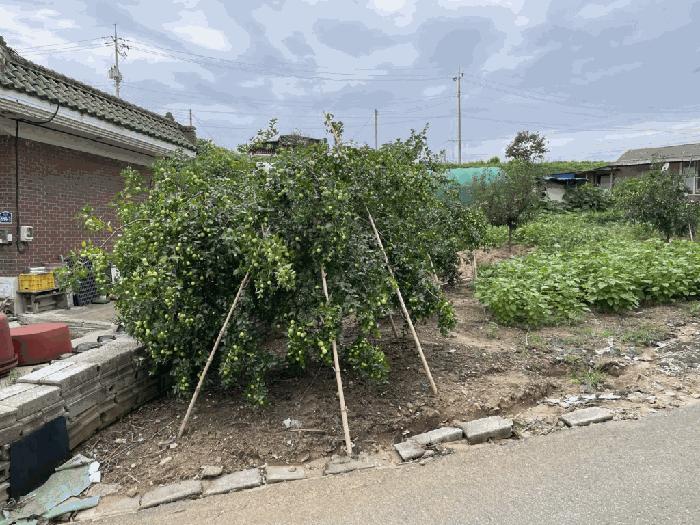 전북특별자치도 김제시 공덕면 황산리 483-1 주택 경매 사진 5