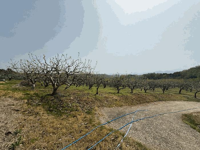 경상남도 사천시 곤양면 송전리 322-1 전 경매 사진 6