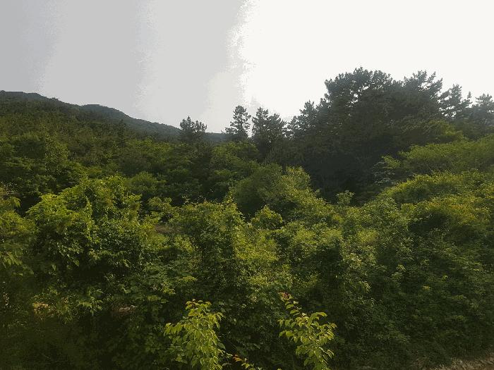 경상남도 남해군 삼동면 물건리 산235 임야 경매 사진 3
