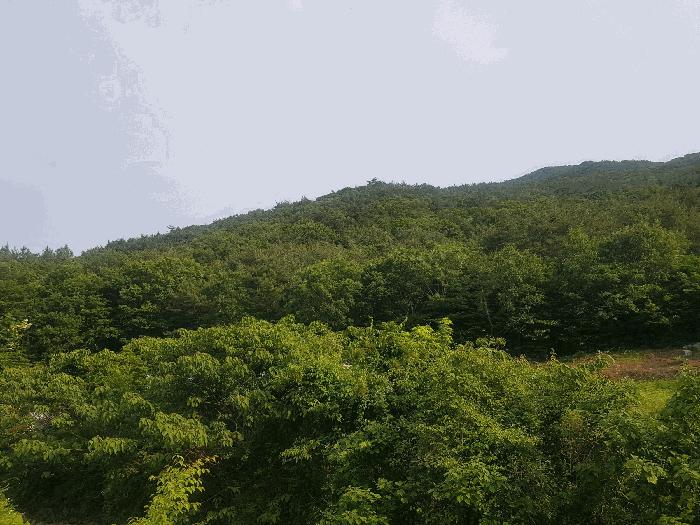 경상남도 남해군 삼동면 물건리 산235 임야 경매 사진 4