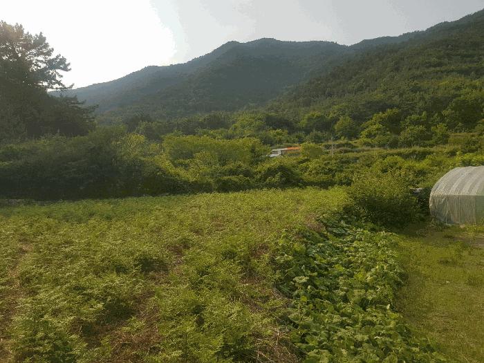 경상남도 남해군 삼동면 물건리 산235 임야 경매 사진 5