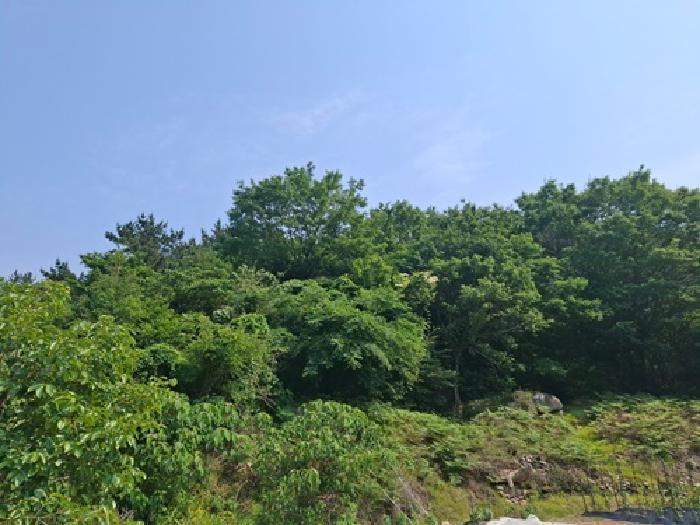 경상남도 남해군 삼동면 물건리 산235 임야 경매 사진 8