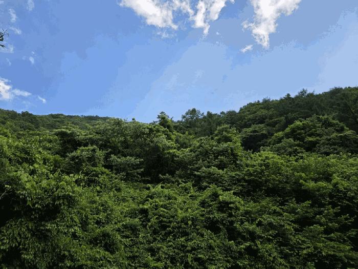 경상남도 하동군 화개면 부춘리 산87-1 임야 경매 사진 2