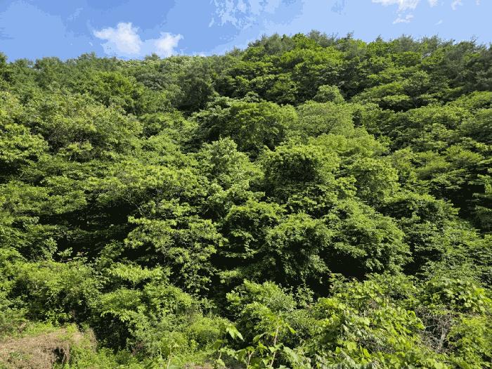 경상남도 하동군 화개면 부춘리 산87-1 임야 경매 사진 3