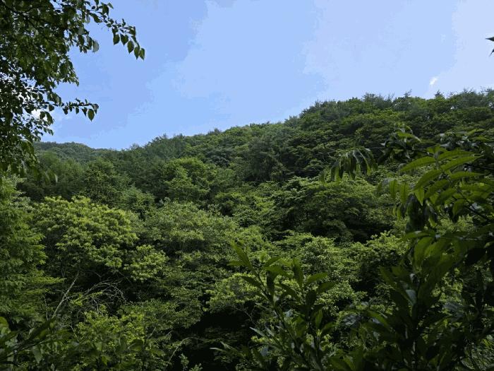 경상남도 하동군 화개면 부춘리 산87-1 임야 경매 사진 4