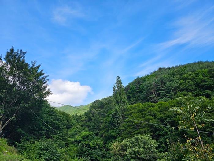 경상남도 하동군 화개면 부춘리 산87-1 임야 경매 사진 6