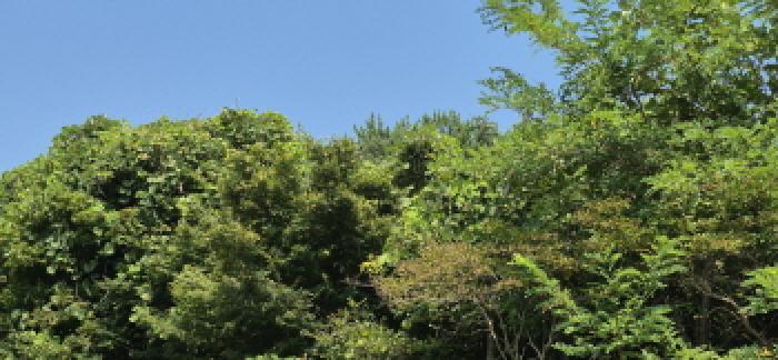 경상남도 고성군 하일면 용태리 산11-5 임야 경매 사진 9