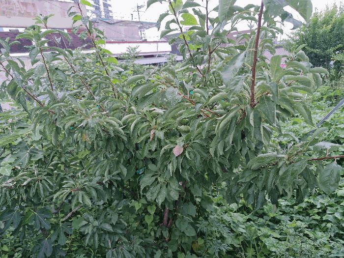 경상남도 밀양시 가곡동 728-125 대지 경매 사진 2