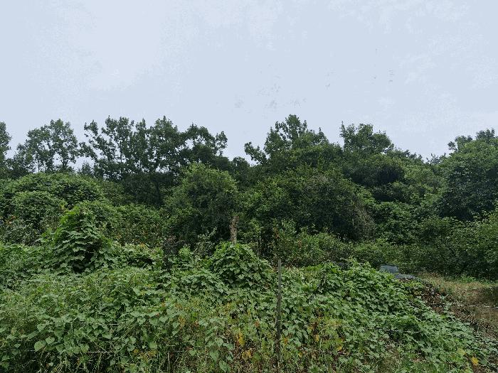 경상남도 밀양시 삼랑진읍 안태리 859 전 경매 사진 4