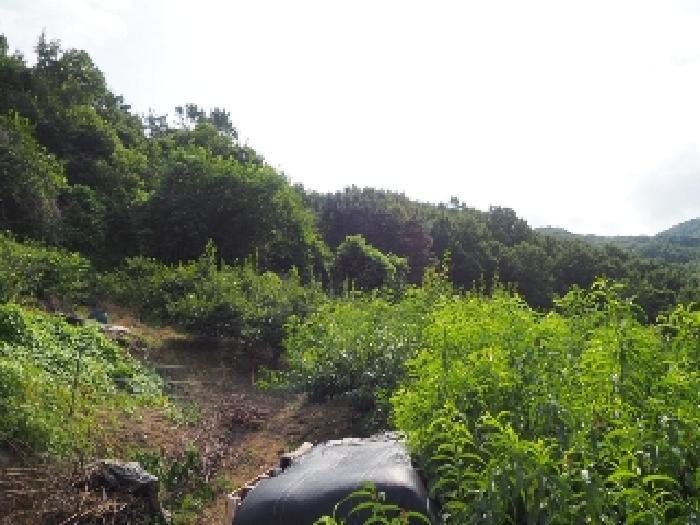 경상남도 밀양시 삼랑진읍 안태리 859 전 경매 사진 7