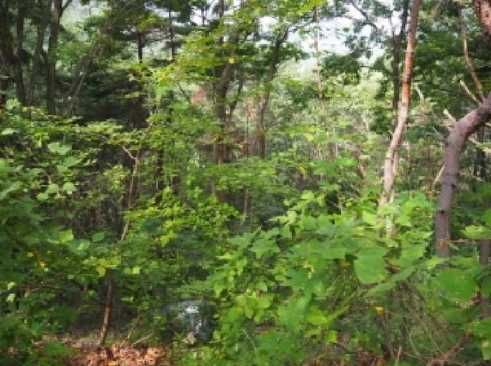 경상남도 밀양시 삼랑진읍 안태리 859 전 경매 사진 8