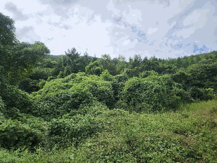 전라남도 여수시 만흥동 산18 임야 경매 사진 2