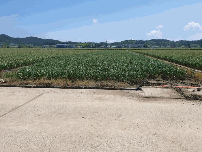 경상남도 창녕군 대지면 본초리 756 답 경매 사진 6