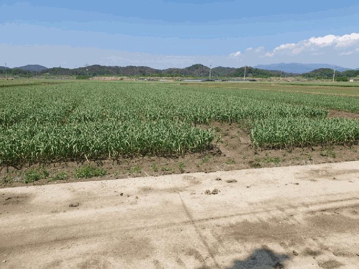 경상남도 창녕군 대지면 효정리 1576-4 답 경매 사진 9