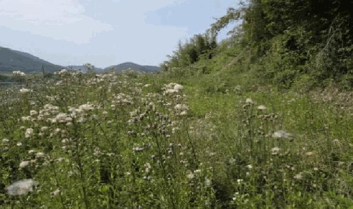 경상남도 창녕군 남지읍 시남리 807 전 경매 사진 7