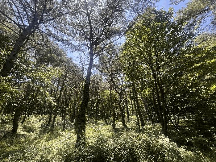 경상남도 창녕군 성산면 대산리 609-2 임야 경매 사진 5