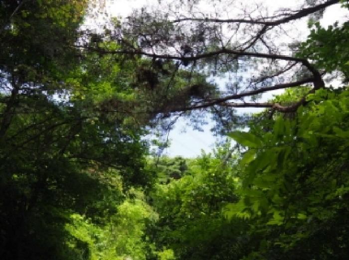 경상남도 창녕군 성산면 대산리 609-2 임야 경매 사진 7