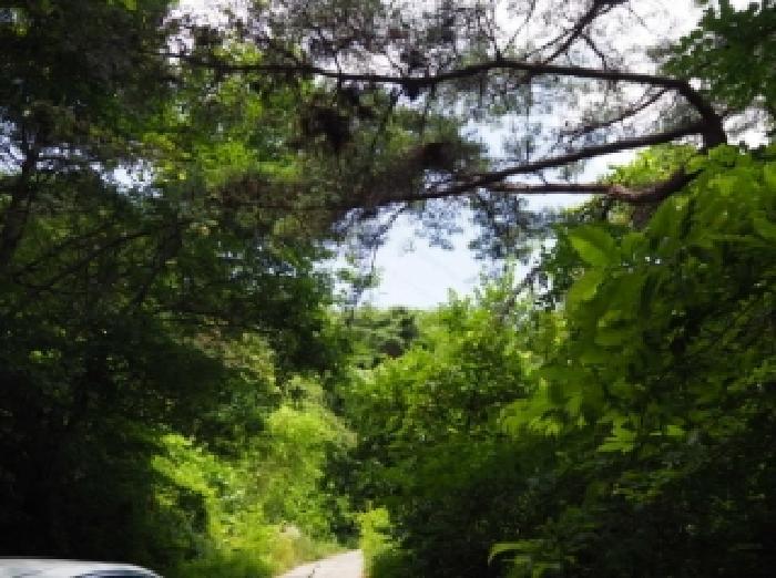 경상남도 창녕군 성산면 대산리 609-2 임야 경매 사진 8