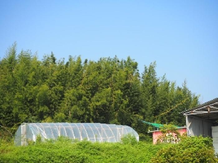 경상남도 창녕군 대지면 용소리 302 전 경매 사진 7