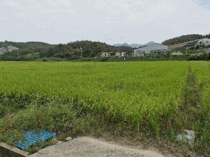 경상남도 창녕군 장마면 장가리 49 답 경매 사진 1