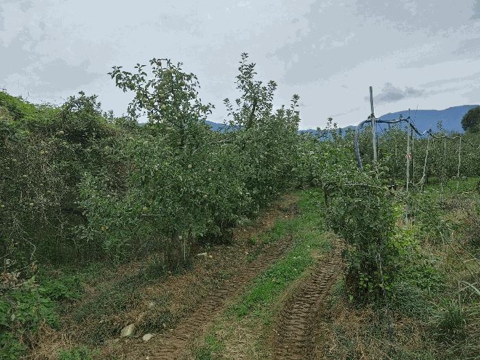 경상남도 밀양시 산내면 봉의리 1114 답 경매 사진 2