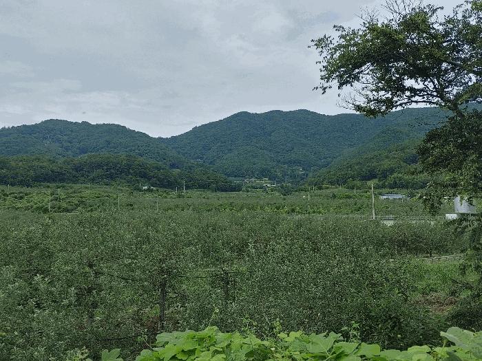 경상남도 밀양시 산내면 봉의리 1114 답 경매 사진 6