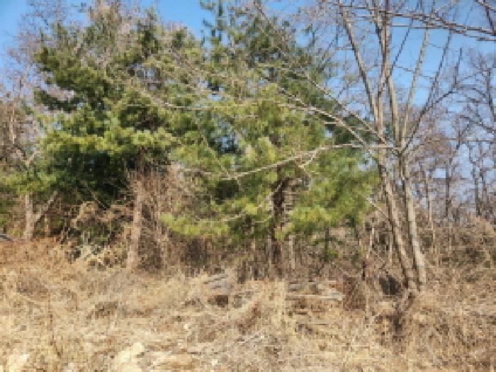 인천광역시 강화군 내가면 오상리 산69 임야 경매 사진 6