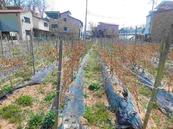 충청남도 아산시 둔포면 신남리 381-11 전 경매 사진 7