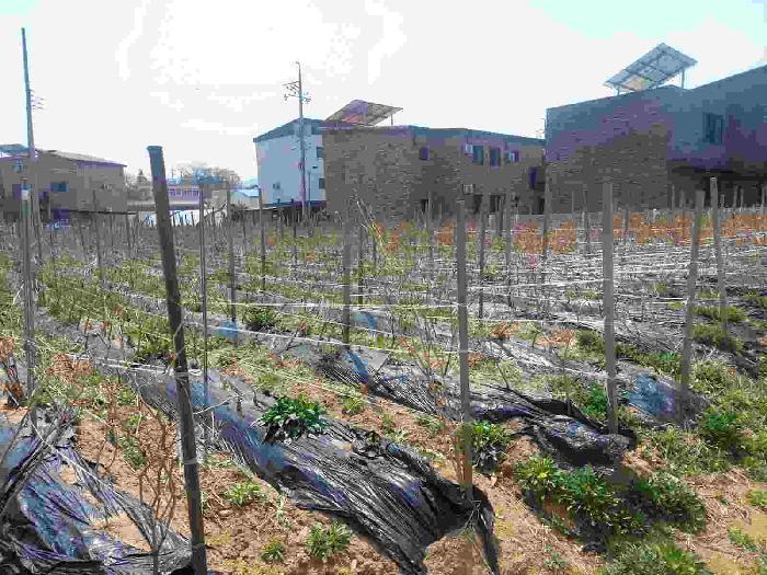 충청남도 아산시 둔포면 신남리 381-11 전 경매 사진 8