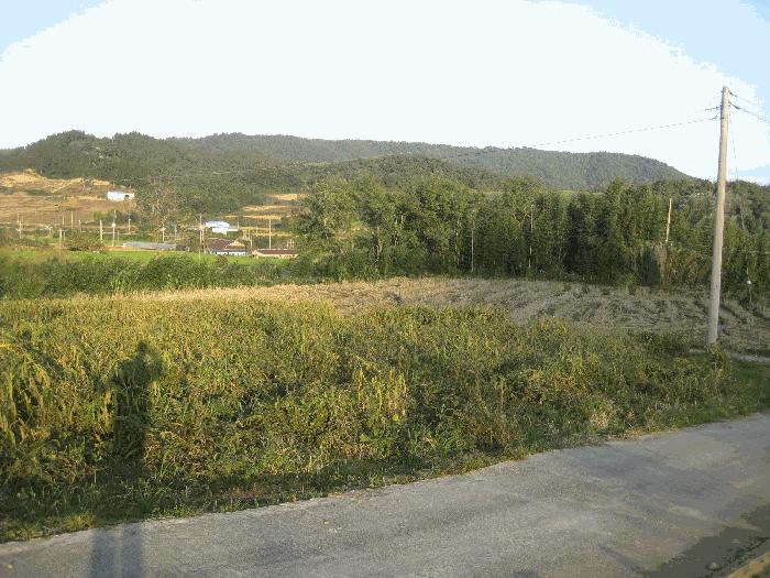 전라남도 영광군 염산면 상계리 1172-6 전 경매 사진 3
